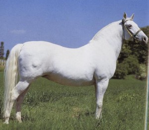 lipicán